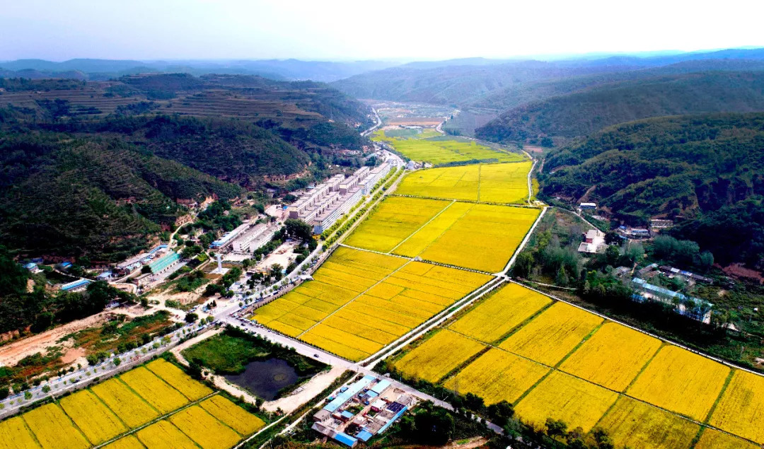 广东省廉江市八丘田的美丽与魅力