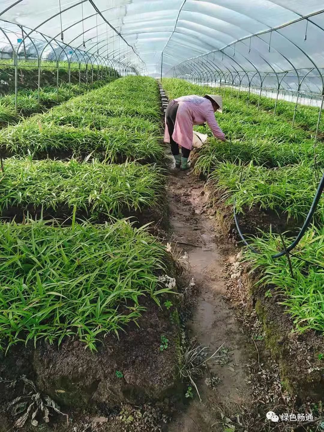 广东种植白芨有限公司，引领中药材种植新篇章